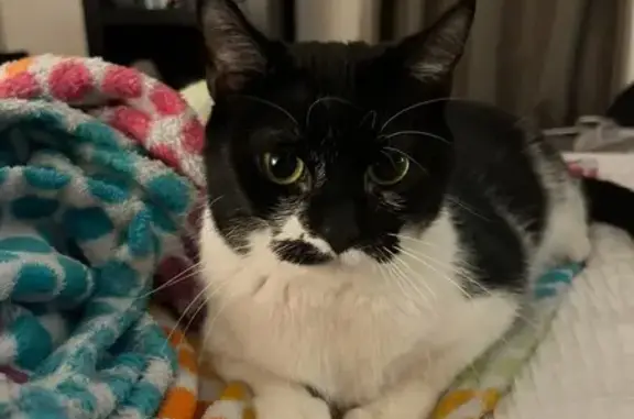 Lost Cat: Black & White, Green Eyes