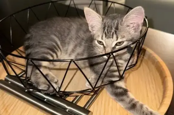 Chaton perdu : Avana, grise et blanche, 3 mois - photo