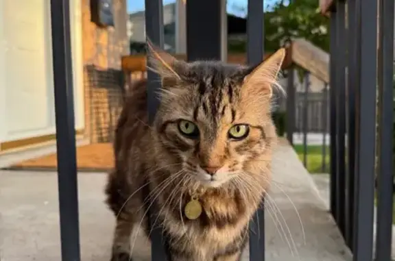 Lost Cat: Friendly, Long Fur - Toronto