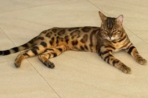 Lost pets La Mirada, photo: Bengal Cat Missing: Tiny Ear Mark, La Mirada