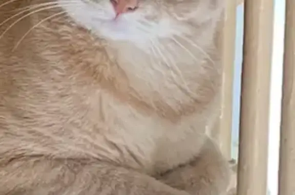 Chat mâle roux perdu à Berteaucourt - photo