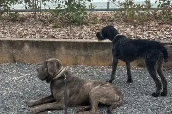 Animaux trouvés , photo: Chienne trouvée, Rue Léon Blum, Viterne