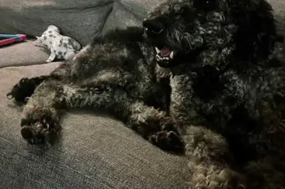 Lost Labradoodle: Curly, Blue Collar