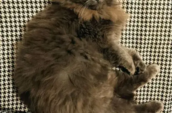 Chat gris perdu à Vallet - photo