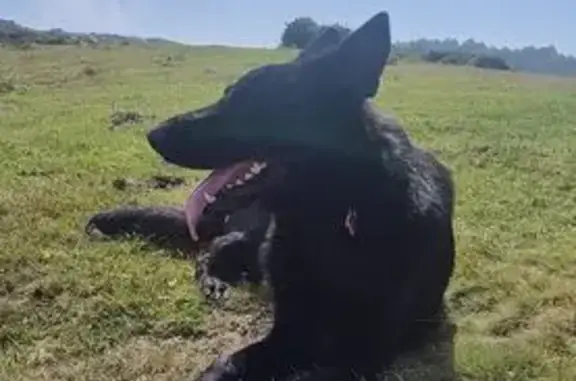 Perros Pastor Alemán Perdidos en Sámano, Cantabria