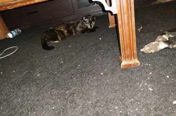 Lost Tortoise Shell Cat in Greensboro
