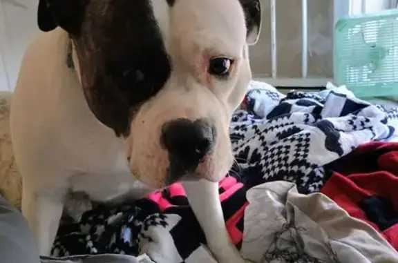 Found dog Minneapolis, photo: Found Dog: White & Brown, East 19th St
