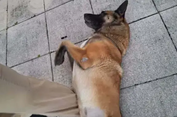 Malinois affectueux trouvé à Aurillac - photo