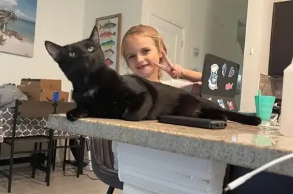 Lost Friendly Cat in Bradenton - Help!
