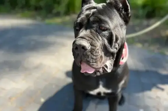 Lost Cane Corso: Help Find Sanji!