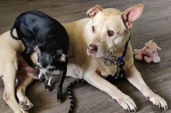 Lost: Max, 15-Year-Old Service Dog