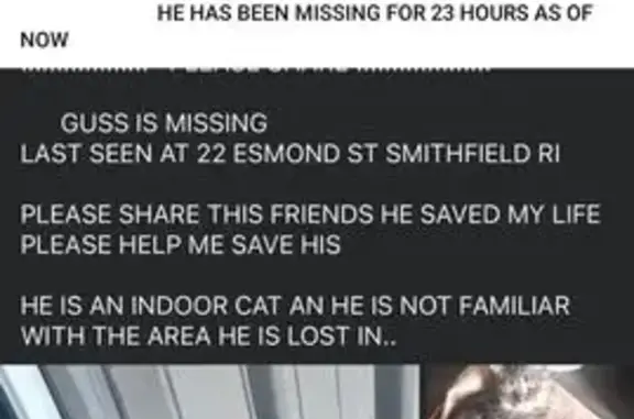 Lost Cat: Friendly Guss Needs Your Help!