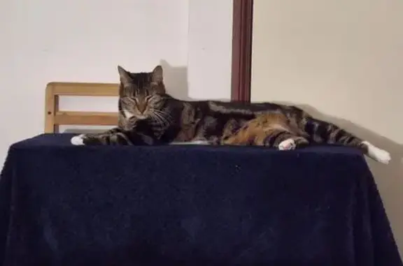 Missing cat Blue Mountains, photo: Lost Shy Tortoiseshell Cat in Blue Mountains