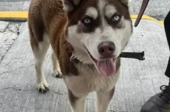 Husky Café Rescatado en CDMX:...