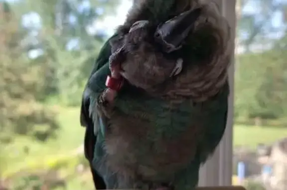 Lost Conure Pickles: Help Us Find Him!