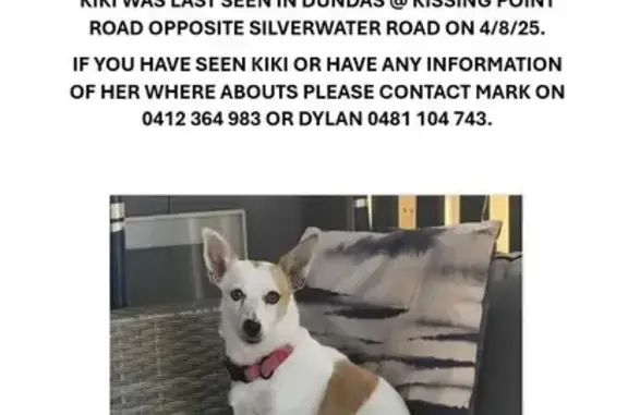 Lost Dog Kiki: White Chihuahua, Tan Markings