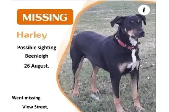 Lost Dog: Friendly Harley in Eagleby Area