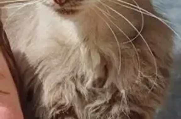 Missing cat Marion, photo: Lost Grey Cat: Joy Street, Marion
