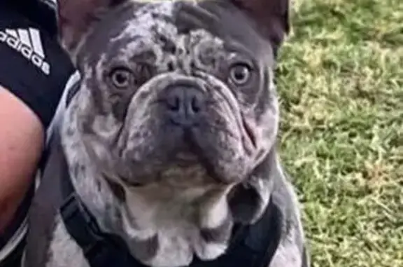 Lost French Bulldog: Reward Offered!