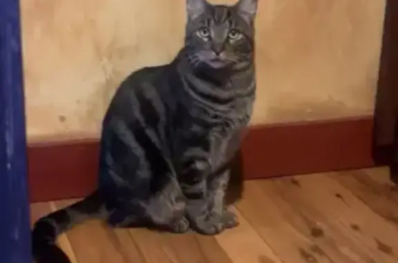 Missing cat , photo: Lost Tabby Cat 'Slim Jim' in Arlington
