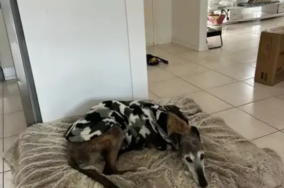 Lost Brindle Dog in Brimbank: Army Jacket
