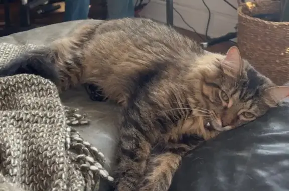 Lost Cat: Multicolored Fur, Pink Collar
