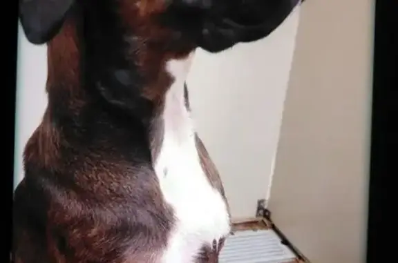 Missing dog North Richland Hills, photo: Lost Boxer Mix: Starnes Rd, NRH