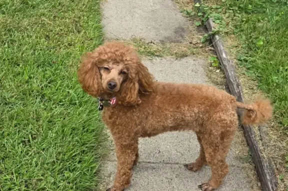 Lost Red Mini Poodle on Unity Ave!