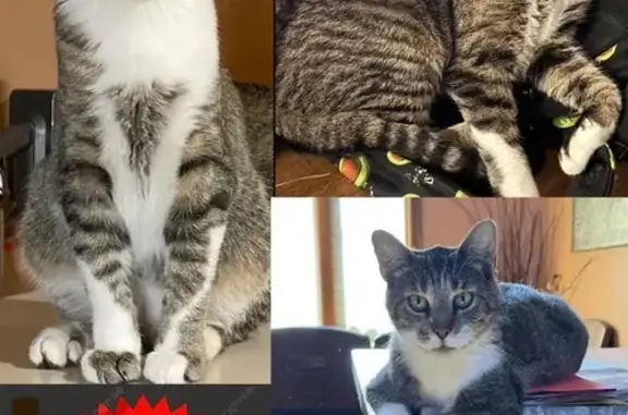 Missing Cat: Tigger in Lake in the Hills
