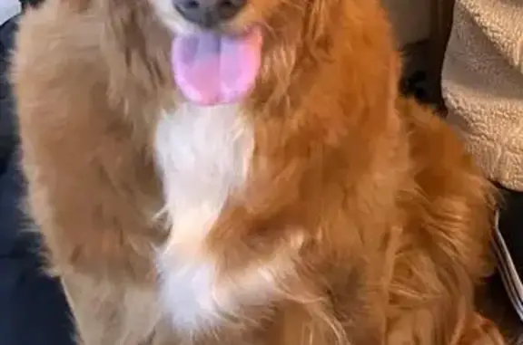 Lost Golden Retriever: Help Find Her!