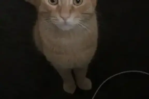 Help Find Tarçın: Lost Orange Cat in Logan