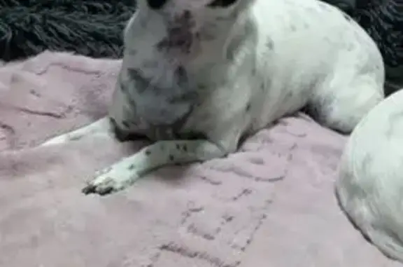 Lost Small Dog in Ammon, Idaho - Help!