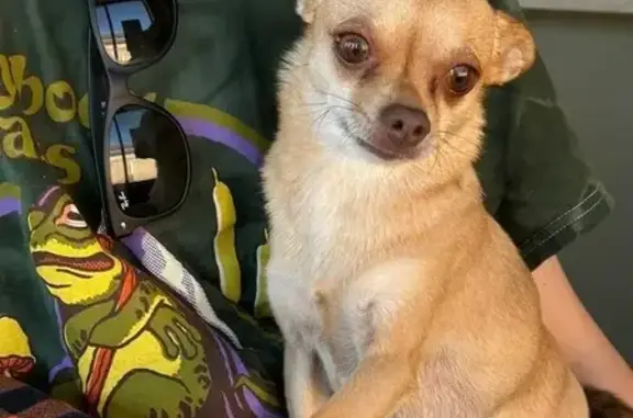 Lost: Tiny Fawn Chihuahua in Phoenix