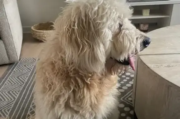 Found dog Fayetteville, photo: Found Dog Near Planet Fitness & Walmart