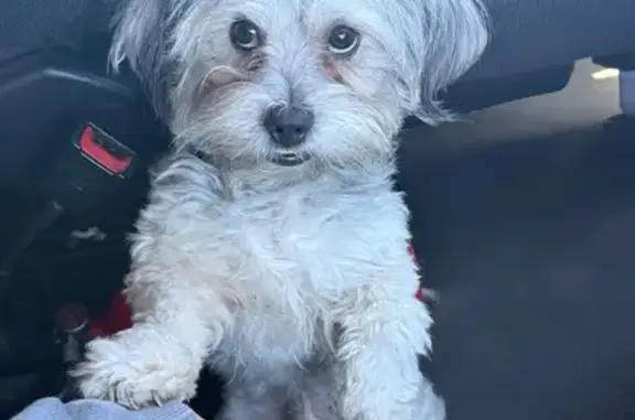 Lost Dog BamBam: Help Find Him in Peoria!