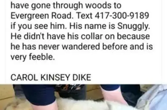 Lost White Shepherd in Strafford Area