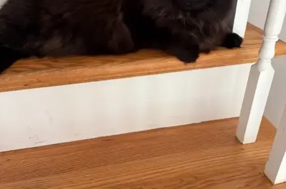 Missing cat Weston, photo: Lost Black Fluffy Cat on Hemlock Road