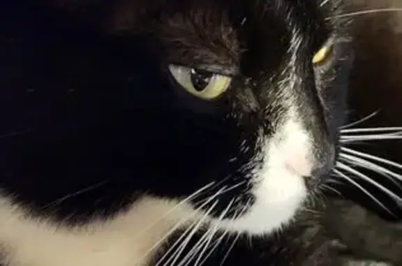 Lost Tuxedo Cat: Loveland - Raspy Meow