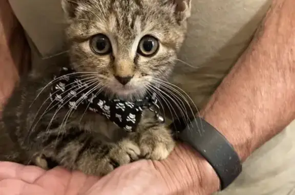 Lost and found pets , photo: Found: Tan & Brown Kitten, Geery Ave