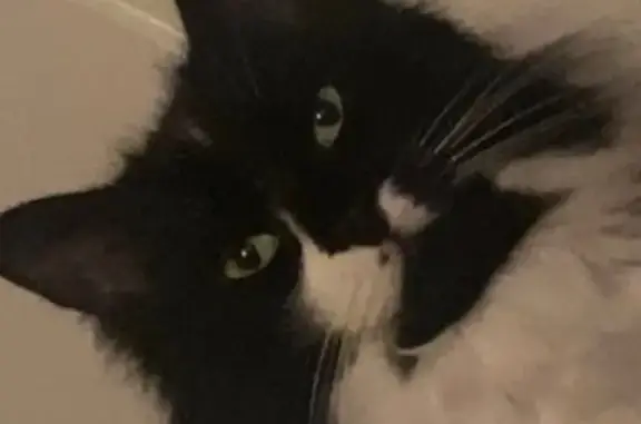 Missing cat , photo: Lost Tuxedo Cat: Half Mustache in Weymouth