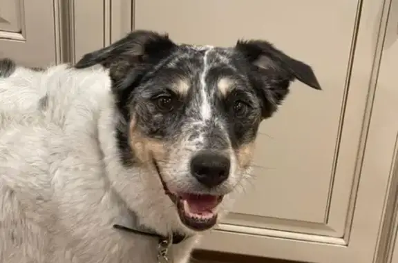 Lost Blue Merle Aussie in Phoenix Area