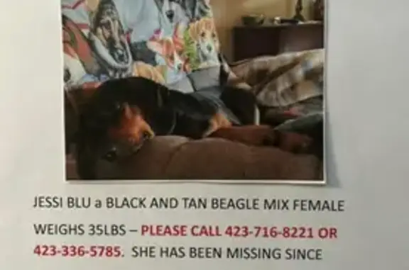 Lost Beagle Mix in Calhoun, TN - Help!