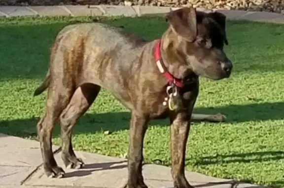 Lost Sweet Brindle Dog in Tempe Area