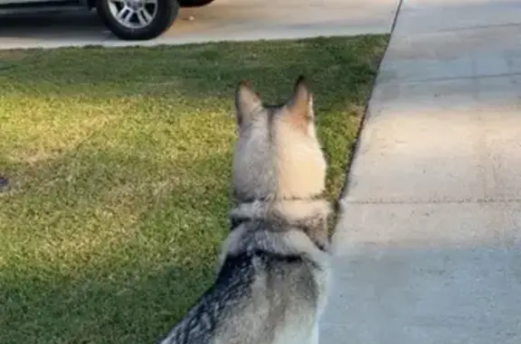 Lost Dog in Athens: Black Scar on Nose