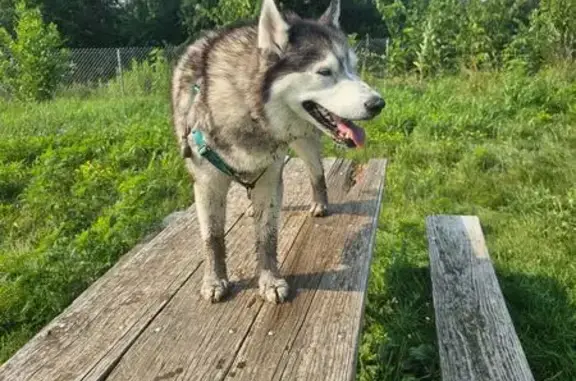 Missing dog Madison, photo: Lost: Friendly 9-Year-Old Husky in Madison