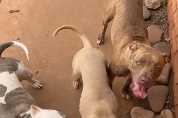 Lost Sweet Pitbull: Tan Coat, Black Nose