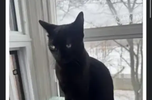 Lost Black Cat: Green Eyes in Toronto