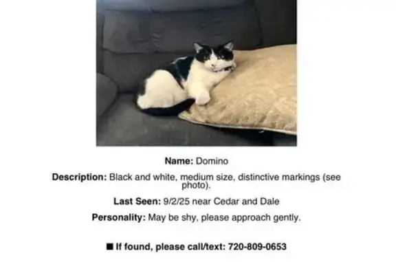 Lost Cat: White & Black in Denver