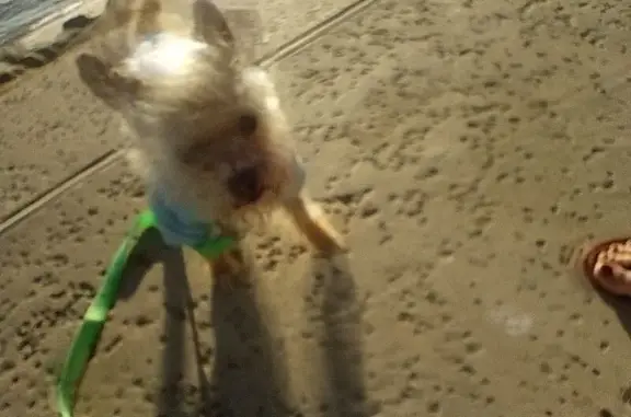 Lost pets , photo: Lost Dog: Green Collar, East Emory Rd
