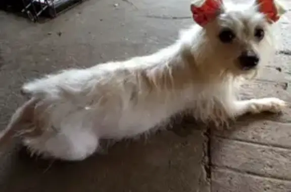 Lost Dog: White & Brown in Hardeeville